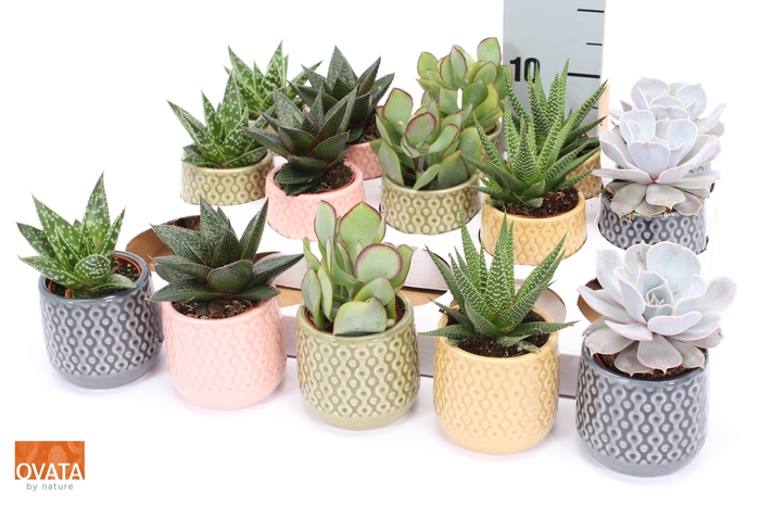 <h4>SUCC GEM 5 SRT</h4>