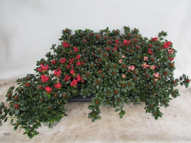 <h4>RHODO SI OV</h4>