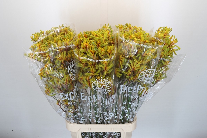 <h4>Kangaroo Paw Gold Fever Indoor</h4>