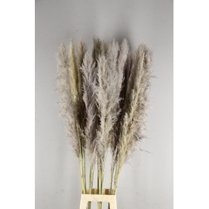 DF Pampas 130cm  Natural