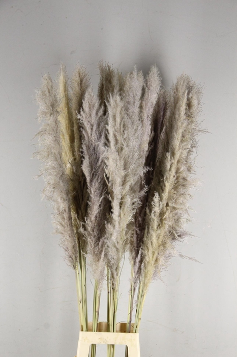 <h4>DF Pampas 130cm  Natural</h4>