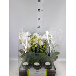 Phalaenopsis multi.   ...white