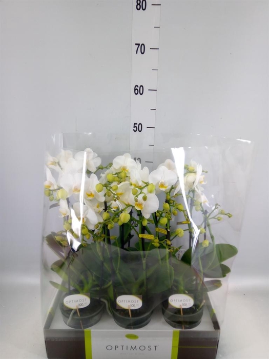 <h4>Phalaenopsis multi.   ...white</h4>