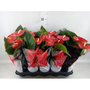ANTHURIUM ANDR. 'ROYAL CHAMPION' RO