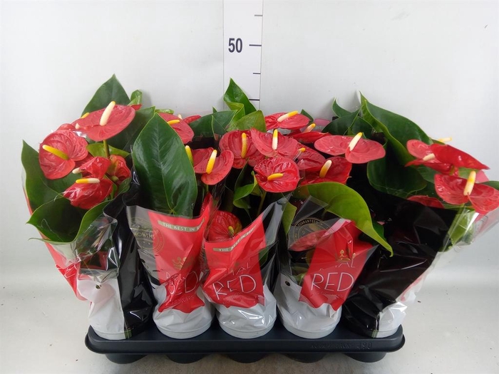 <h4>ANTHURIUM ANDR. 'ROYAL CHAMPION' RO</h4>