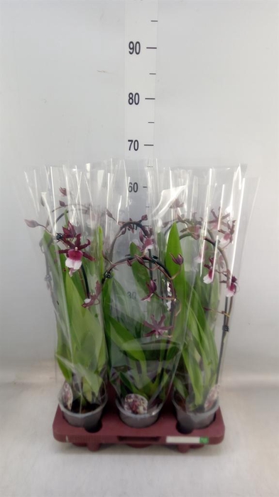 <h4>Cambria   ...mix</h4>