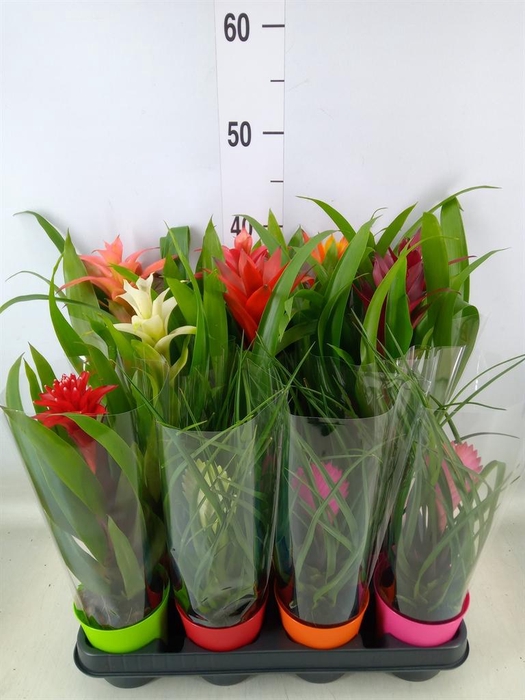 <h4>Bromelia   ...mix</h4>