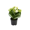 KALANCHOE DOBRADO MINI P06 BRANCO