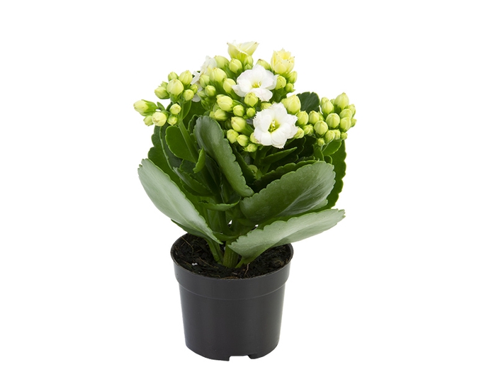 KALANCHOE DOBRADO MINI P06 BRANCO