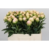 Paeonia In Full Sail