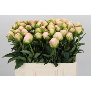 Paeonia In Full Sail