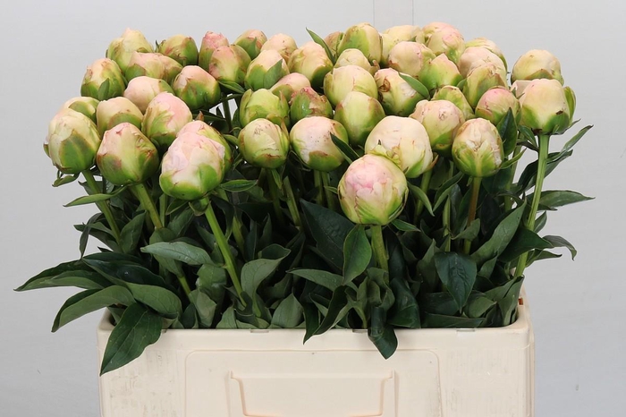 <h4>Paeonia In Full Sail</h4>