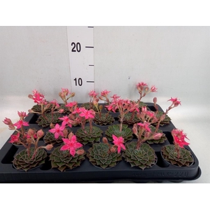 Graptopetalum tacitus