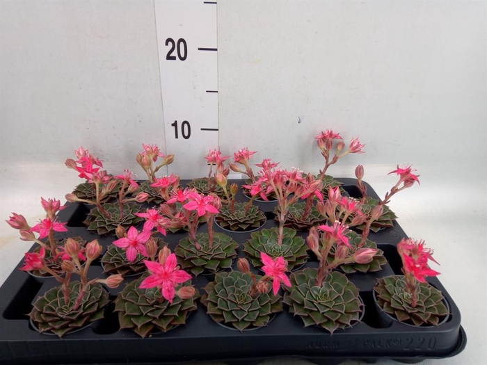 <h4>Graptopetalum tacitus</h4>