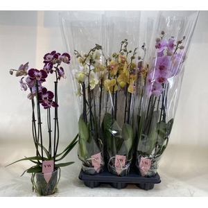 PHAL GEM