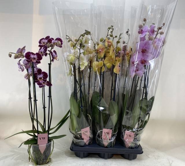 <h4>PHAL GEM</h4>