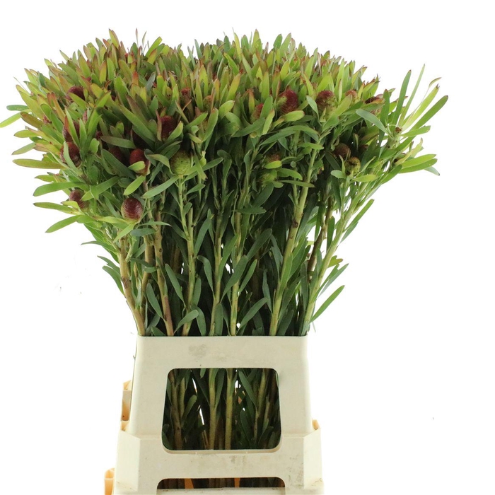 Leucad Chery Pearl Spray