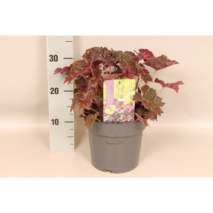 vaste planten 19 cm  Heuchera americana Palace Purple