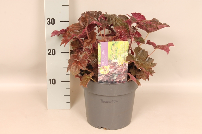 <h4>vaste planten 19 cm  Heuchera americana Palace Purple</h4>