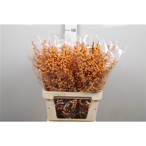 Ilex Ve Golden Verboom