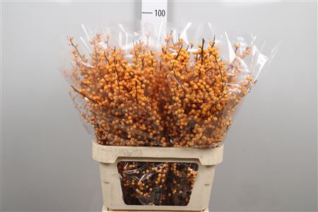 <h4>Ilex Ve Golden Verboom</h4>