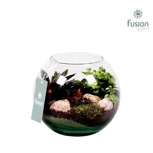 Najaar glazen vissenkom met Groen plantjes D19 H16