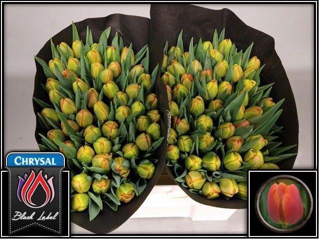 <h4>TU DU ICOON</h4>