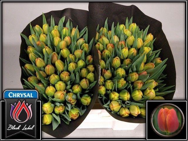 <h4>TU DU ICOON</h4>