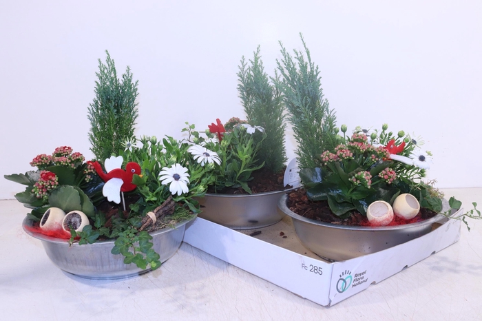 <h4>ARR TUINPLANTEN</h4>
