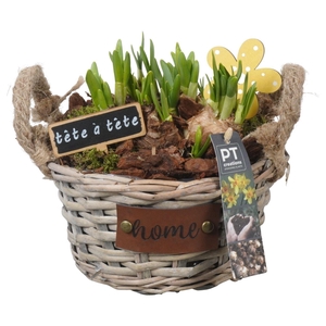 Arr.  Narcissus Tete Tete L%