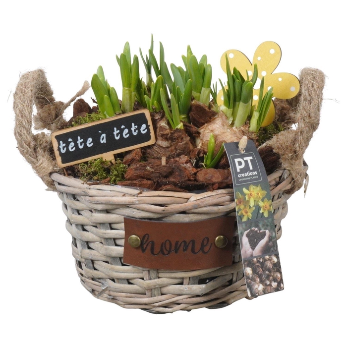 <h4>Arr. Narcissus Tete Tete L%</h4>