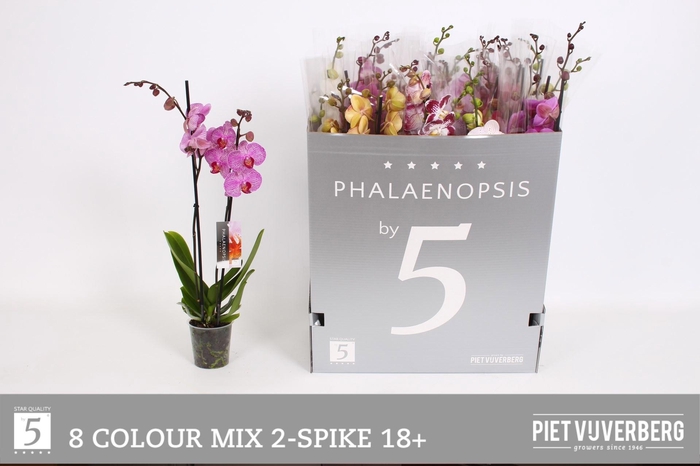 <h4>PHAL GEM 8 KL</h4>