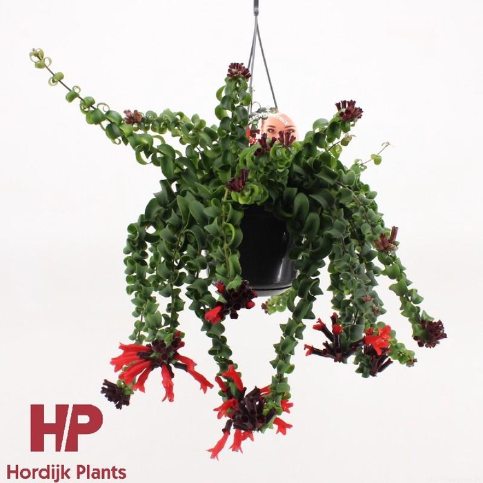 Aeschynanthus Overig hangpot Bluster (Rasta), beperkt leverbaar