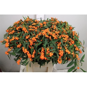 Euph F T Queen Orange