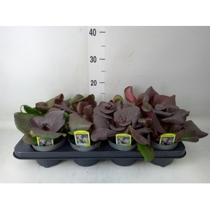 Bergenia cordifolia 'Purpurea'