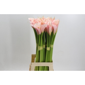 Zantedeschia Eydolls Salmon