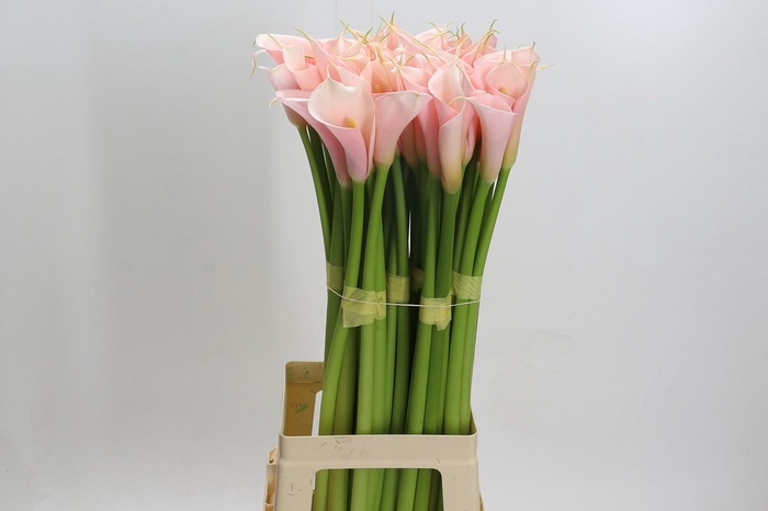 <h4>Zantedeschia Eydolls Salmon</h4>