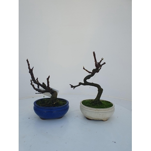 Ficus carica, 13cm.