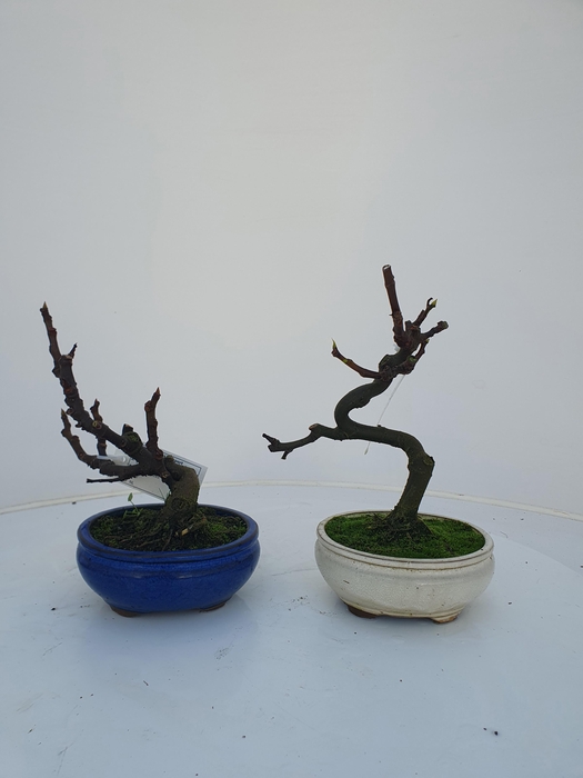 <h4>Ficus carica, 13cm.</h4>
