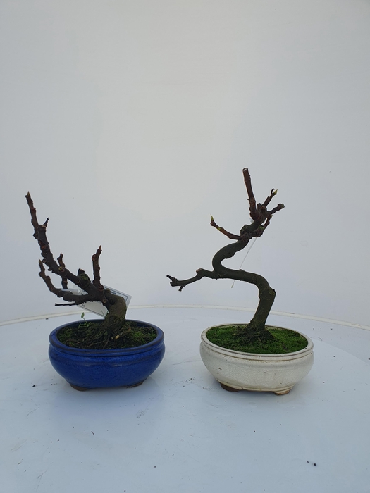 <h4>Ficus carica, 13cm.</h4>