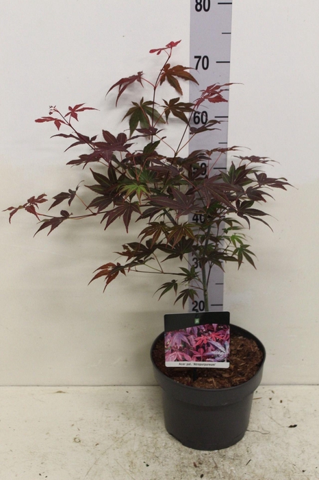 <h4>Acer palmatum 'Atropurpureum' P23 potgekweekt</h4>