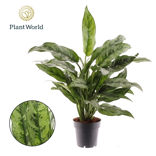 <h4>Aglaonema Romeo</h4>