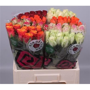 Rosa grootbloemig gemengd in fust