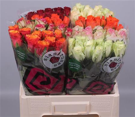 <h4>Rosa grootbloemig gemengd in fust</h4>