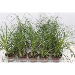 BEAUCARNEA RECURVATA P11