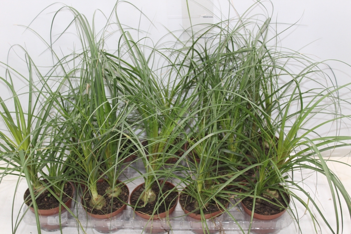 <h4>BEAUCARNEA RECURVATA P11</h4>