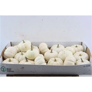 CUCURBITA PEPO