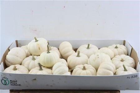 <h4>CUCURBITA PEPO</h4>
