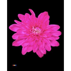 Chr T Baltica Cerise