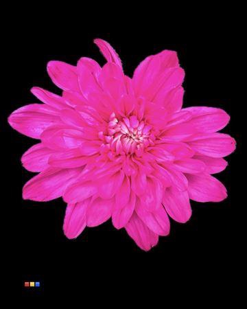 <h4>Chr T Euro Cerise</h4>
